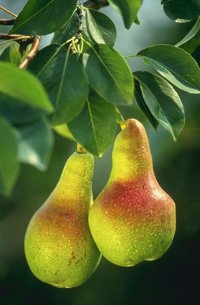 Bartlett Pears