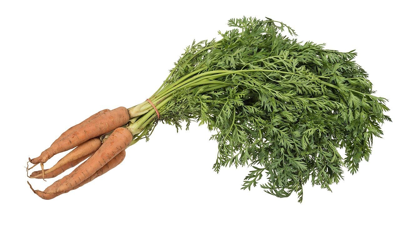 Bunched Carrots