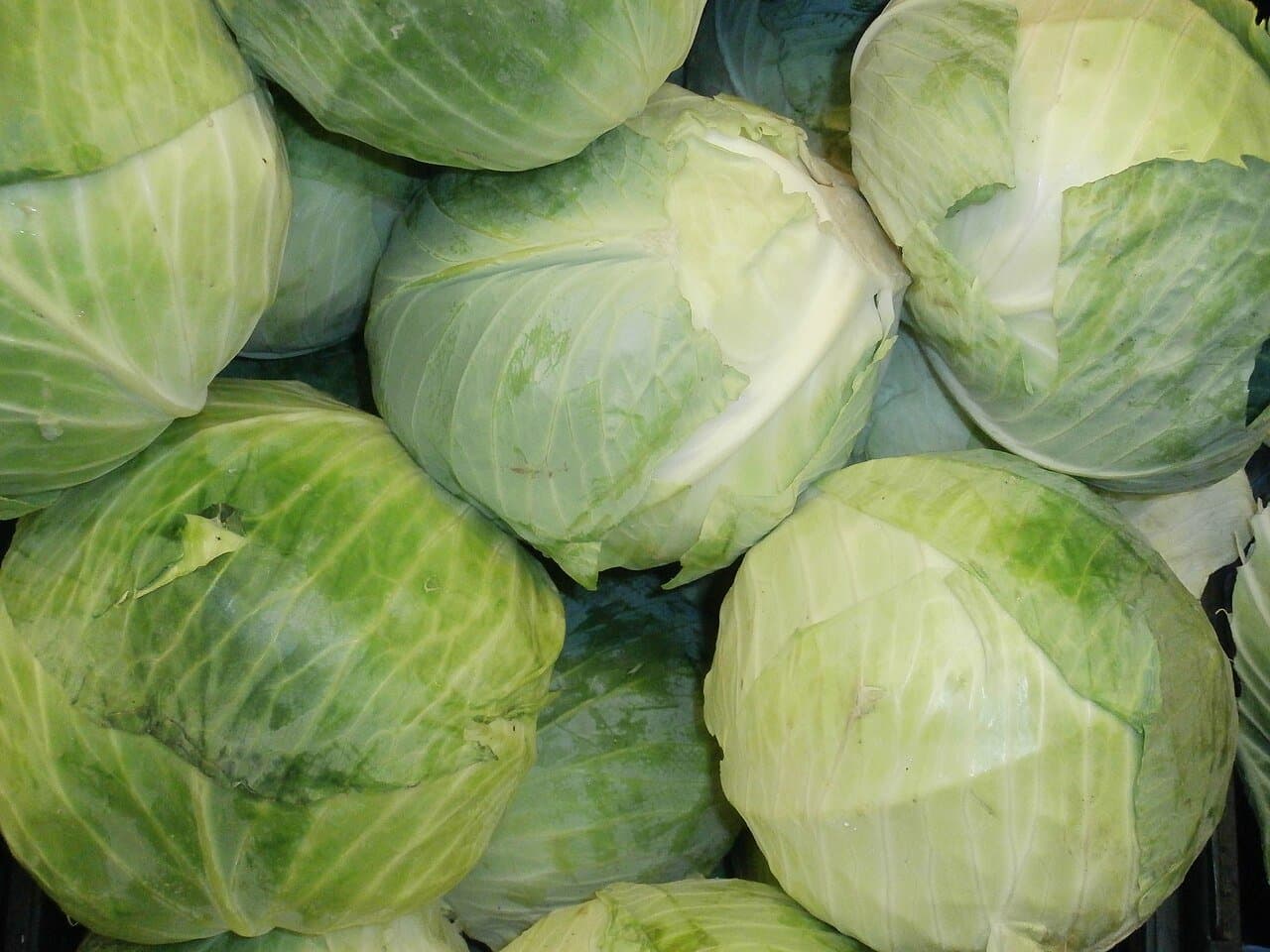Green Cabbage
