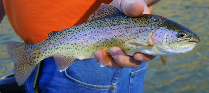 Farm-raised Rainbow Trout