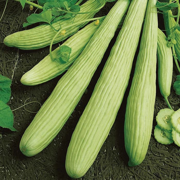 Image 1 of Armenian Cucumbers