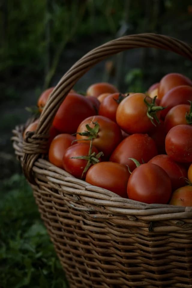 Image 1 of Marianna's Peace Tomatoes