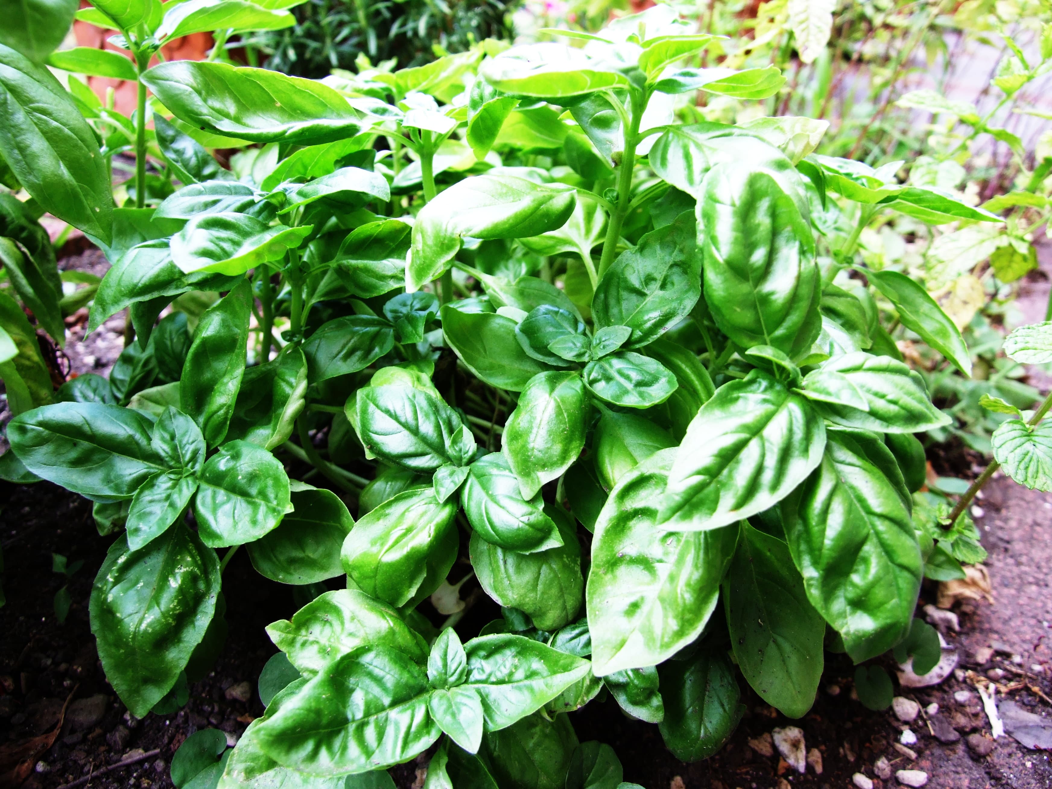 Image 1 of Fresh Basil