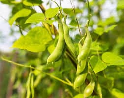 Image 1 of Fresh Green Beans