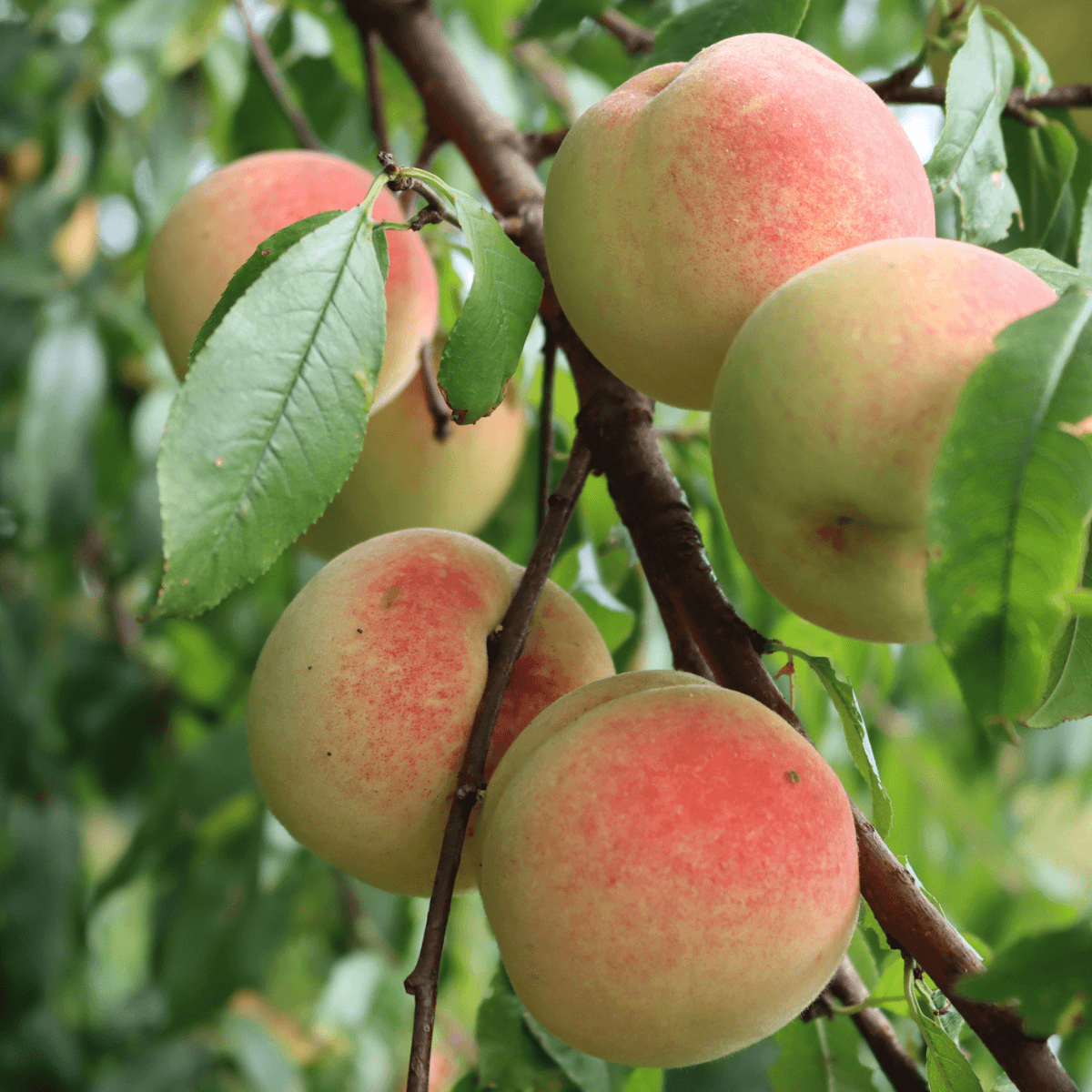 Image 1 of Gala Apples
