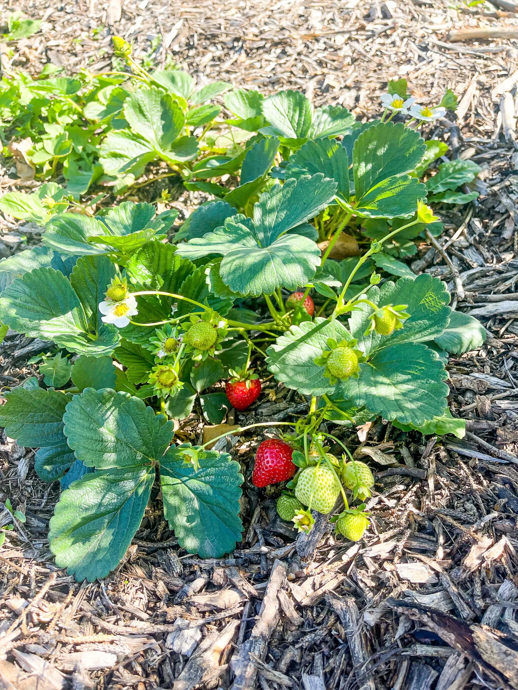 Image 1 of Strawberries