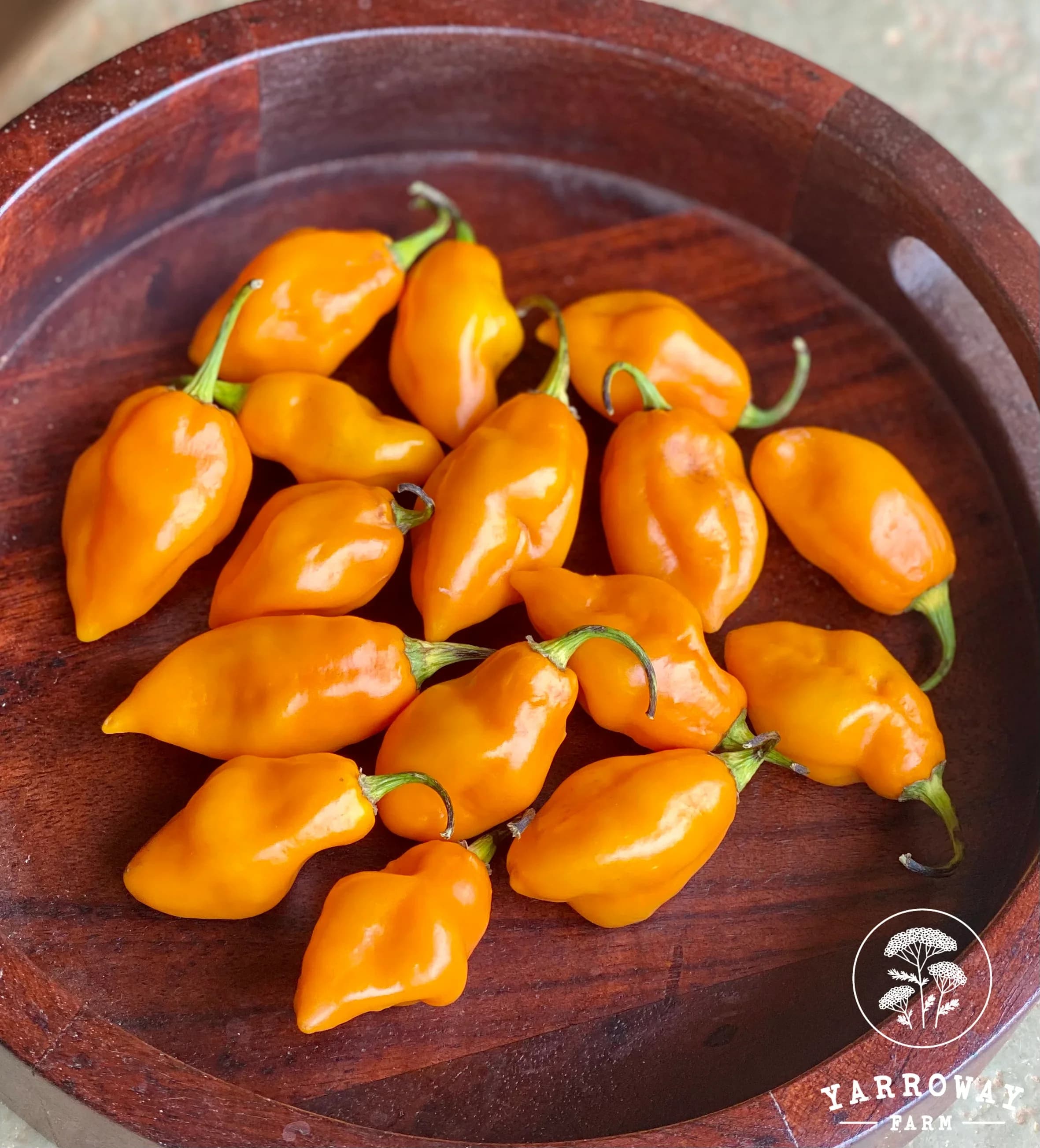 Image 1 of Habanero Peppers