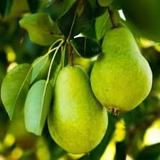 Image 1 of Anjou Pears
