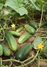 Image 1 of Persian Cucumbers