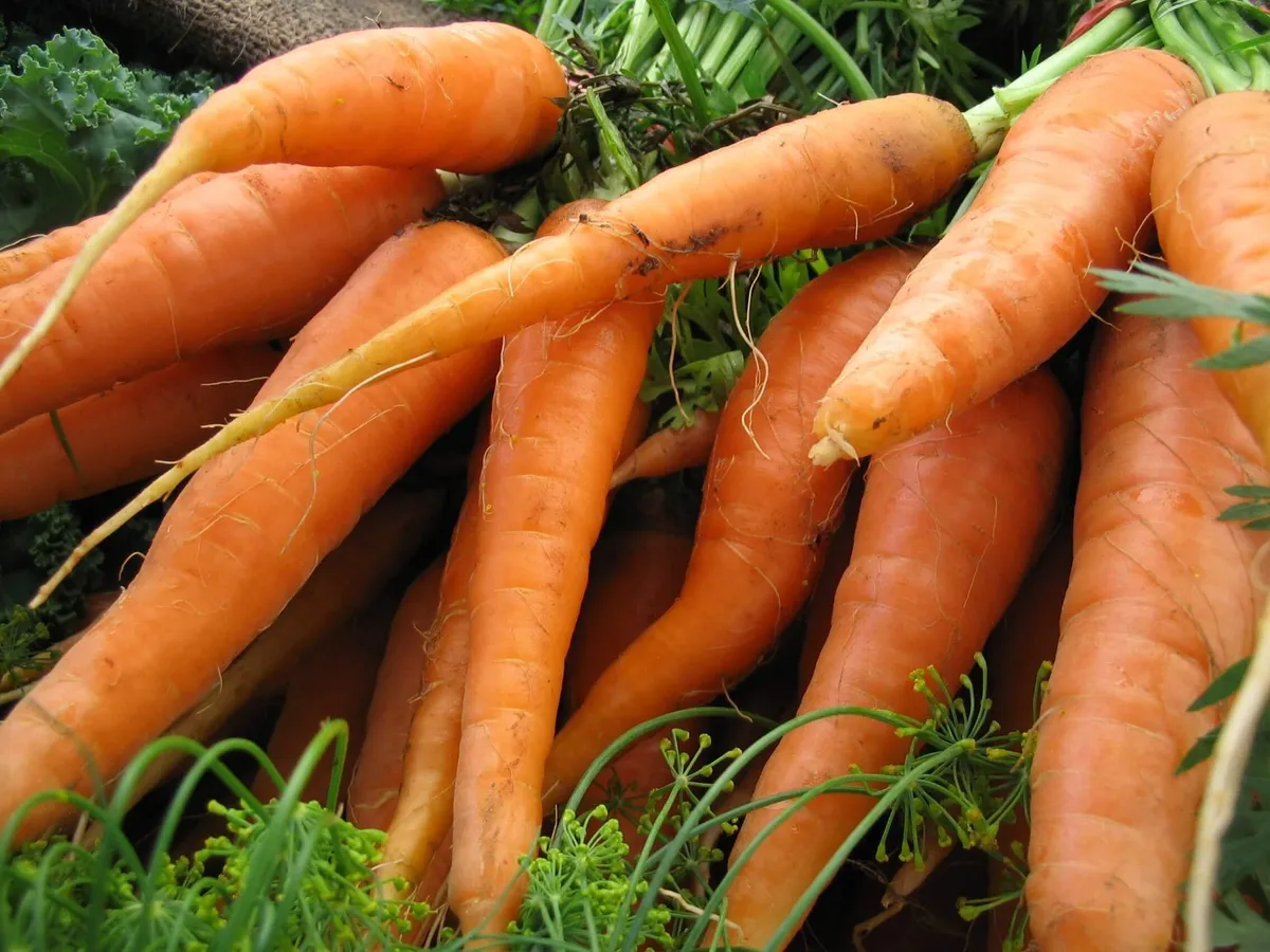 Image 1 of Nantes Carrots