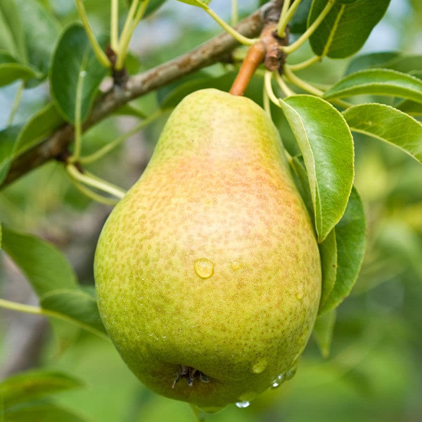 Image 1 of Bartlett Pears