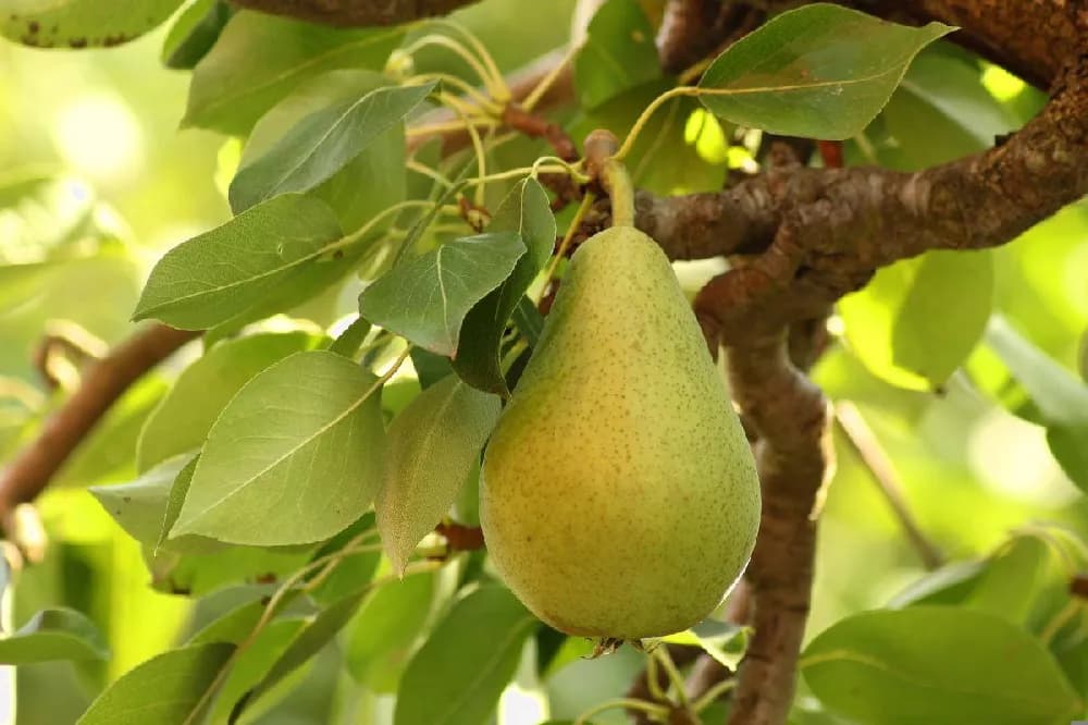 Image 1 of Anjou Pears