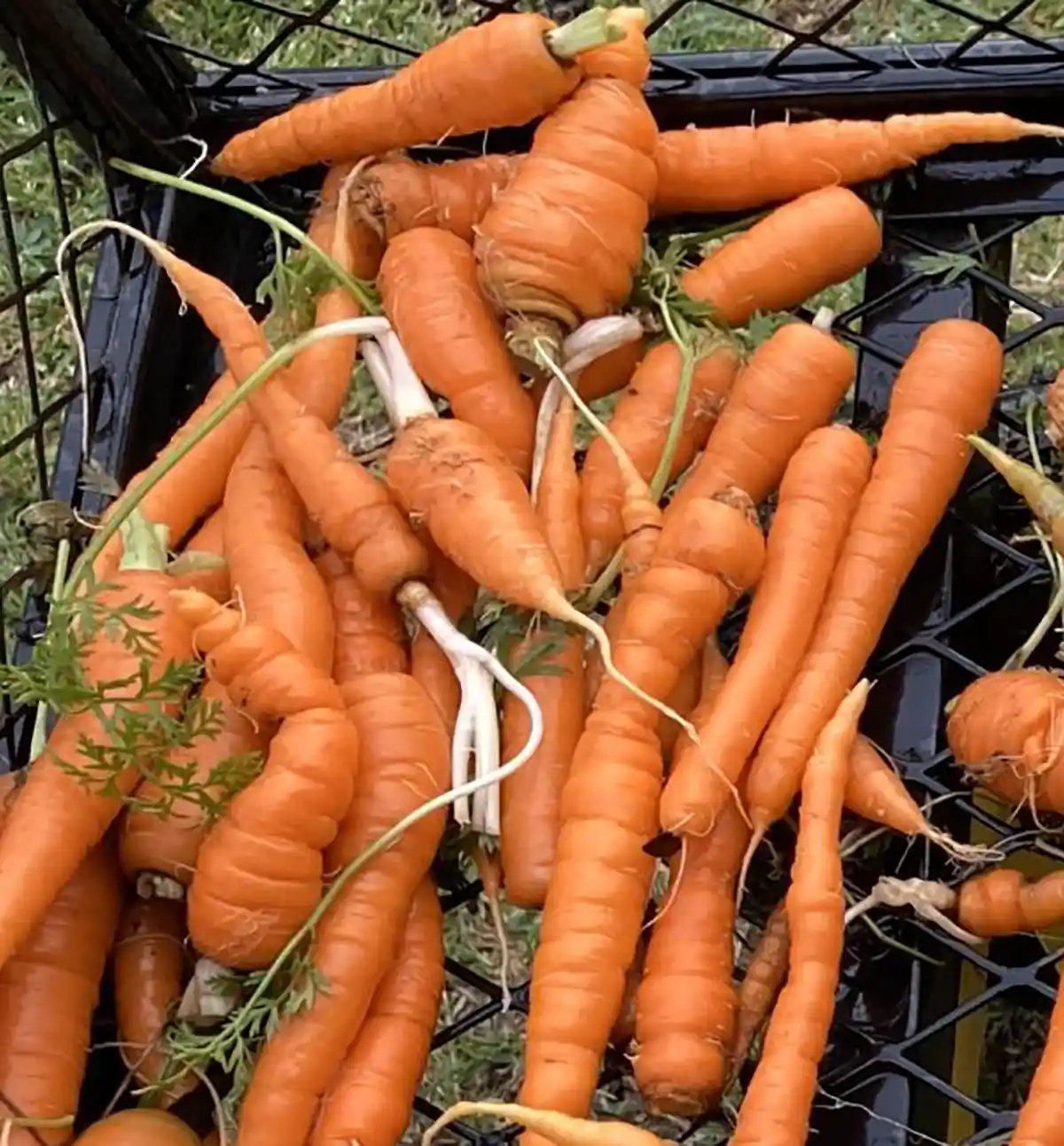 Image 1 of Nantes Carrots