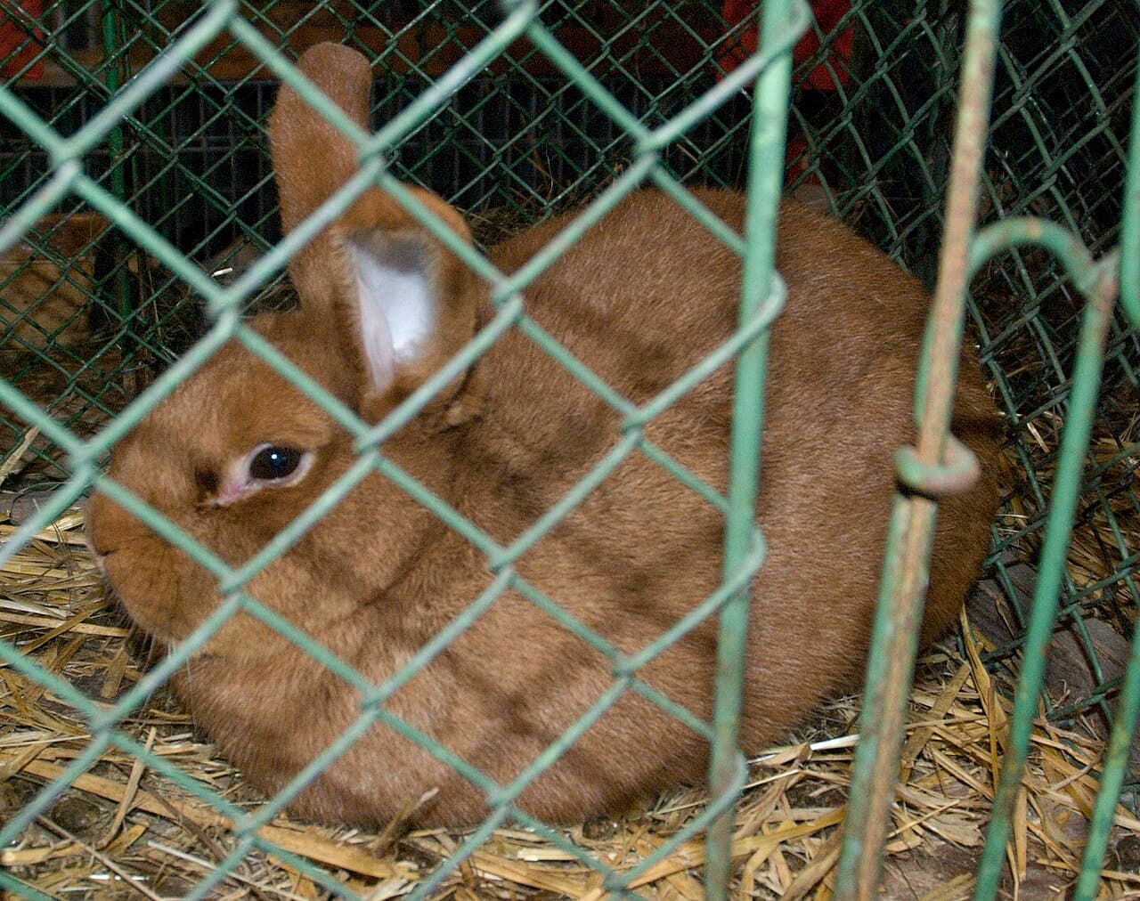 New Zealand Rabbits