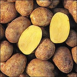 Image 1 of Yukon Gold Potatoes